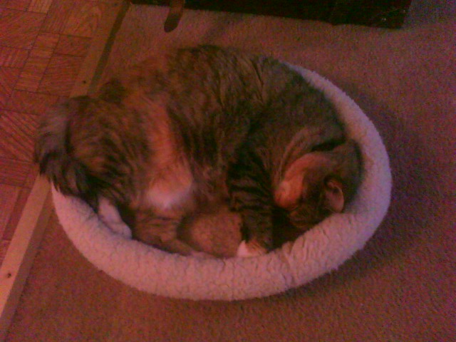 Sleeping Freya in Small Bed