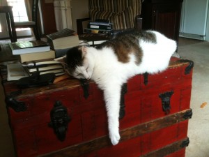 Zonked Akhe asleep on a red luggage trunk