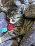 IMG_20180714_174613155_LL.jpg